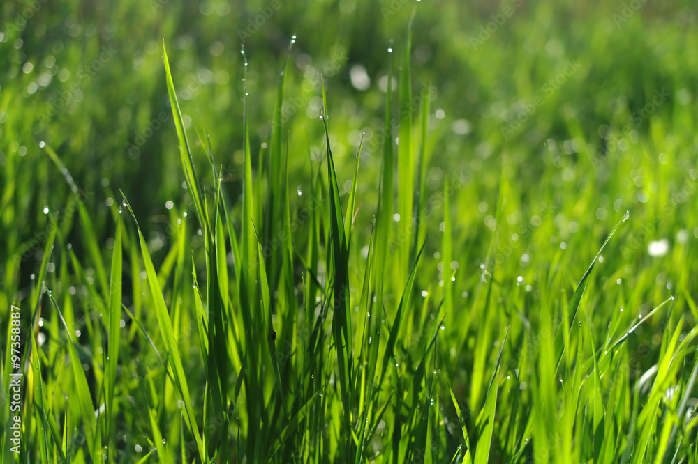 green grass field suitable for backgrounds or wallpapers green grass field suitable for backgrounds or wallpapers