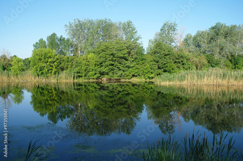 Fototapeta Naklejka Na Ścianę i Meble -  Wood on coast of the river, morning,