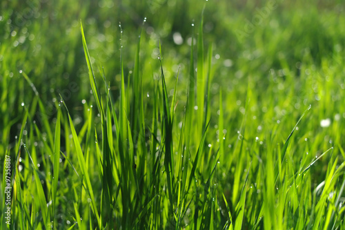  green grass field suitable for backgrounds or wallpapers