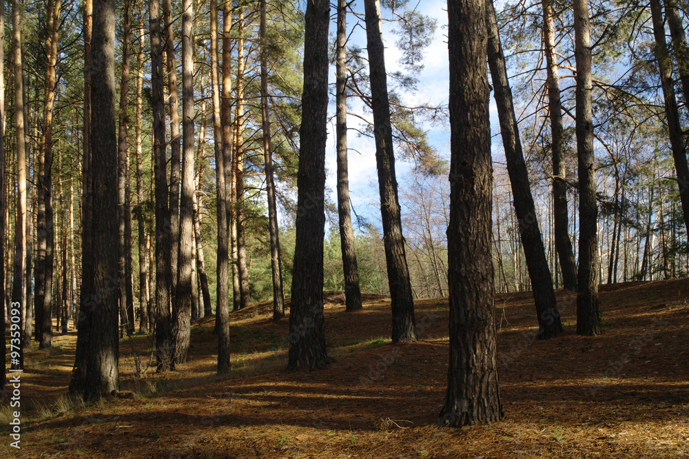 Fototapeta premium Autumn forest in the morning mist