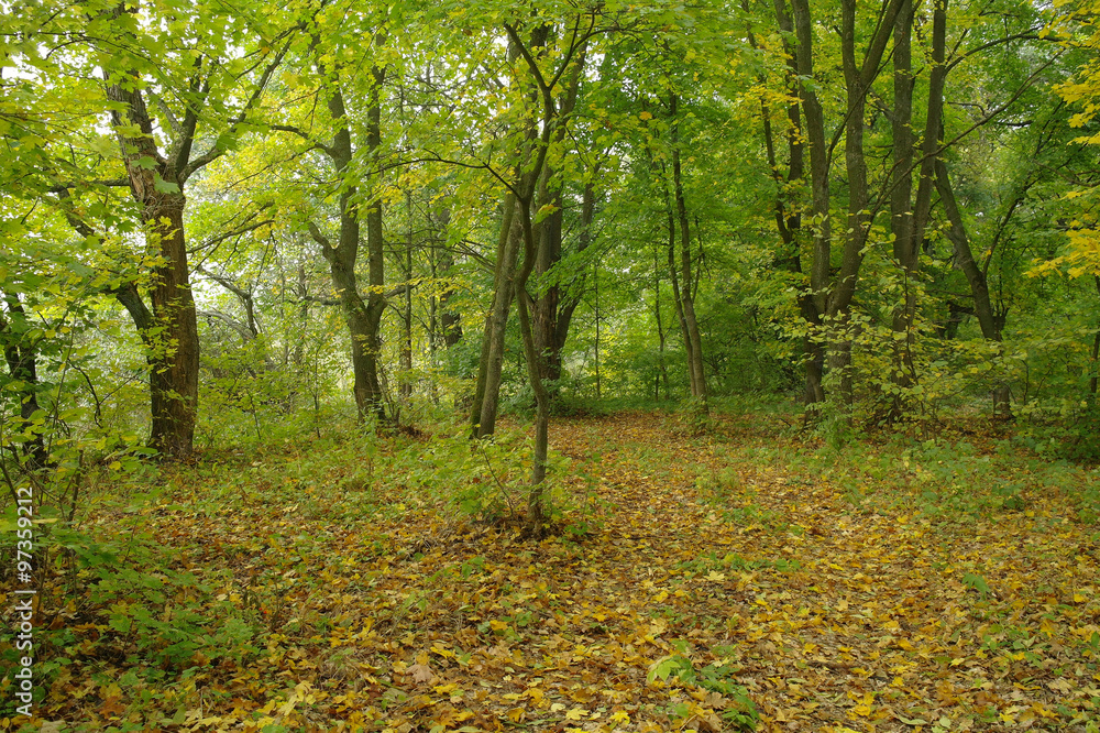 forest in autumn