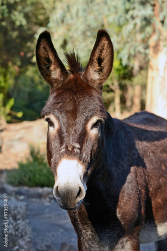 donkey in the archaeological park of Katzrin in the Golan Height
