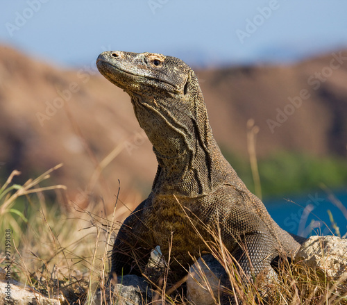 Komodo dragon sitting on the ground against the backdrop of stunning scenery. Interesting perspective. The low point shooting. Indonesia. Komodo National Park. An excellent illustration. © gudkovandrey