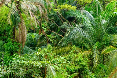 Lush tropical green jungle