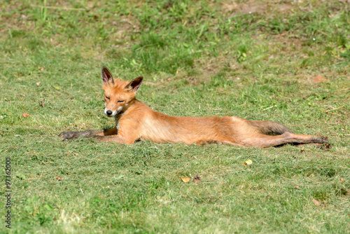 Young fox resting on a mown grass