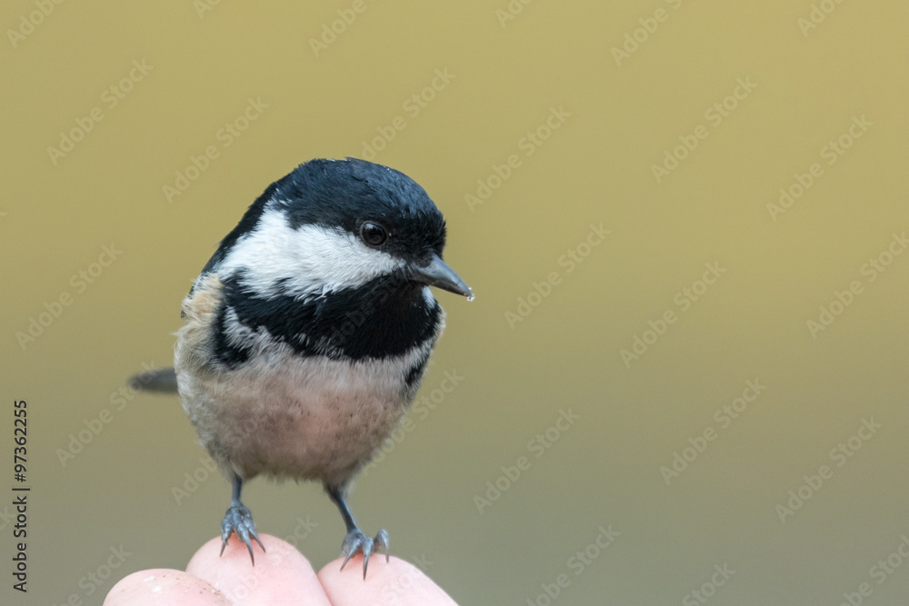Coal tit sitting on a hand. Late November winter nature observin Coal tit sitting on a hand. Late November winter nature observin