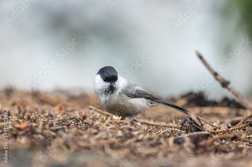 Marsh tit looking in the camera