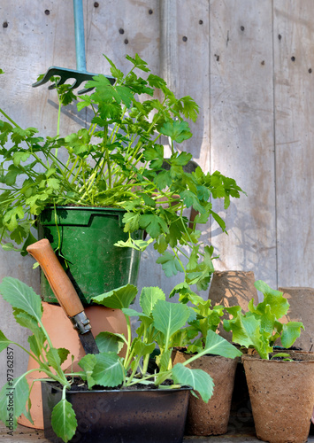persil, semis chou et salade en pot sur fond bois