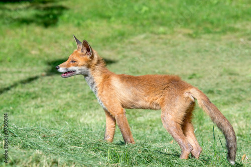 Young fox hunts  on a mown grass
