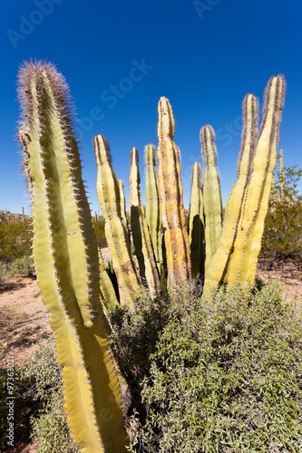 Senita Cactus Lophocereus schottii in Sonoran Desert