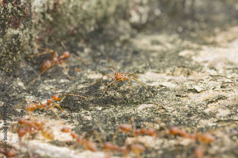 Fototapeta premium Red Ant