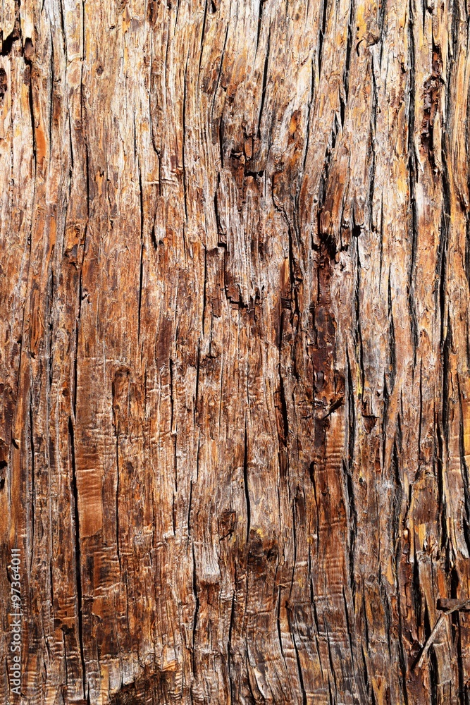 Obraz premium 表皮のテクスチャ／背景用素材として使用できる写真です。樹齢350～500年の大きな杉の木の表皮を撮影した写真です。