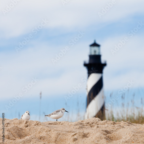 Shore birds and Cape Hatteras Lighthouse NC US