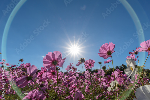 コスモスと光の輪