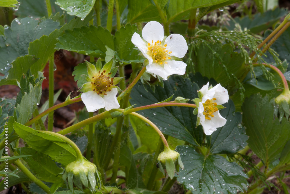 flowers of strawberry in the garden flowers of strawberry in the garden