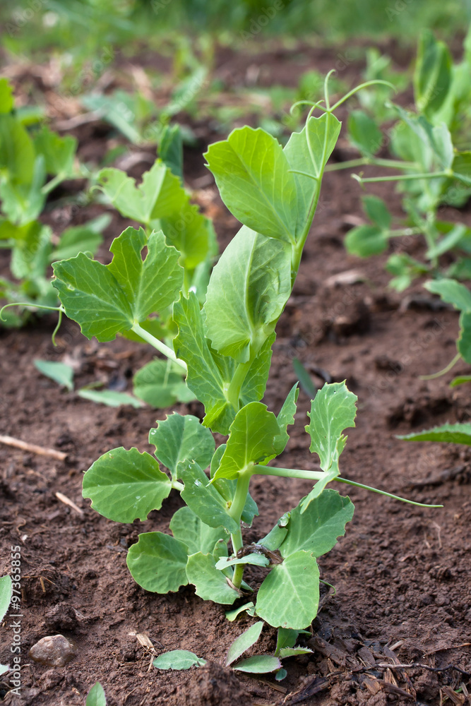 green peas in the vegetable garden green peas in the vegetable garden