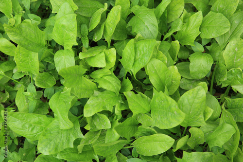 green spinach in growth at vegetable garden