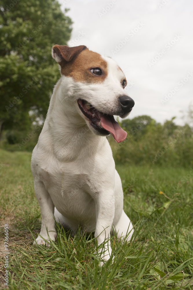 Jack Russell Jack Russell