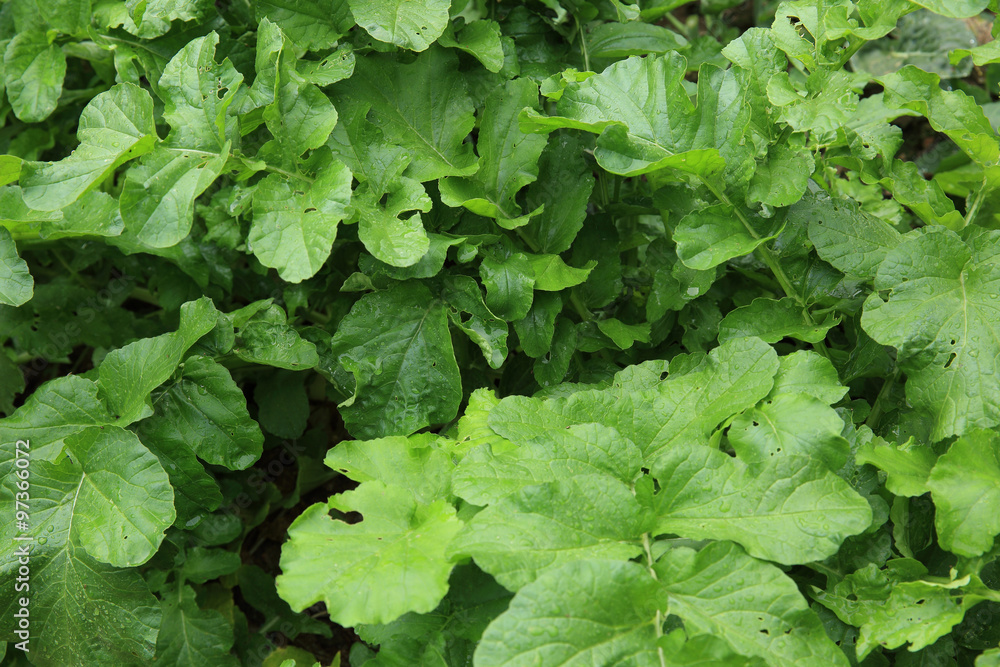 green raddish plants in growth at vegetable garden green raddish plants in growth at vegetable garden