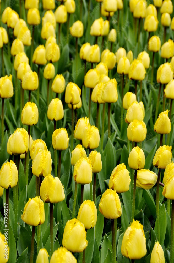 Group of yellow tulips in a garden