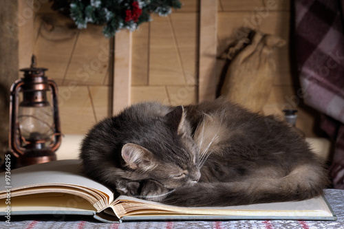 Деревенский дом. Чердак. Старые доски, керосиновая лампа. Огромная книга. На книге уютно спит кот. Кот отдыхает. Кошка серая, пушистая. Спит на пыльном чердаке 
