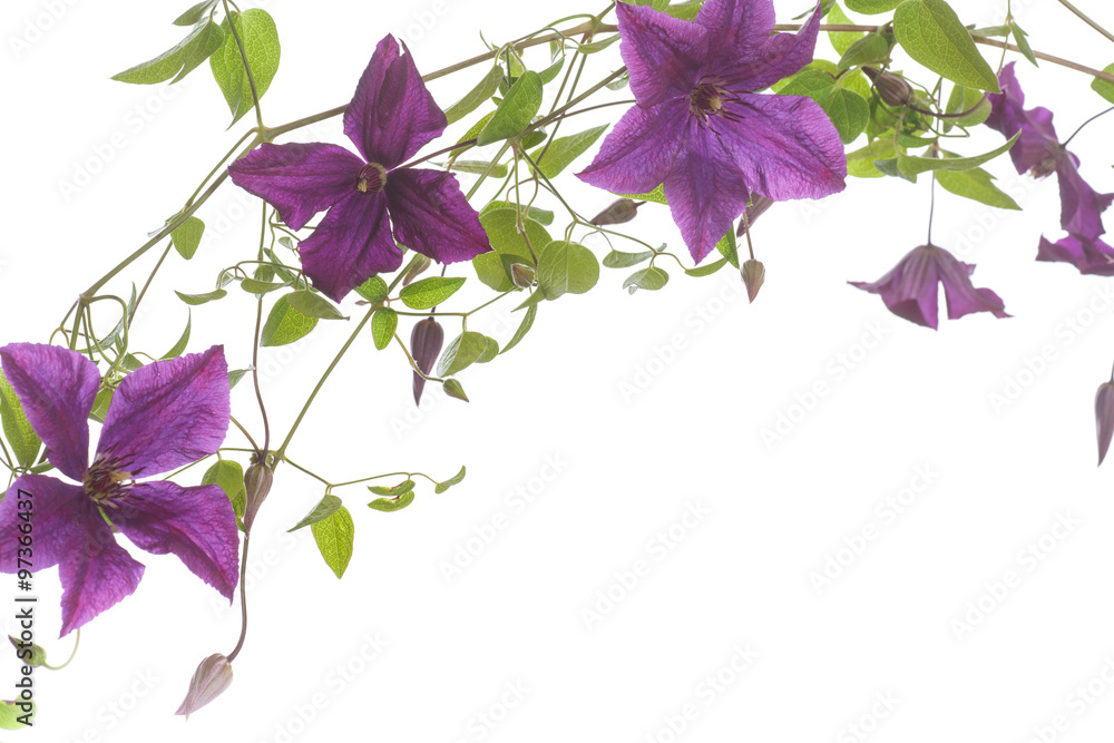 beautiful blooming clematis - obrazy, fototapety, plakaty 