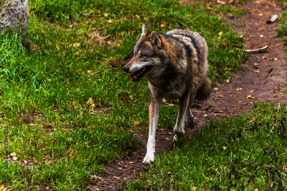 Obraz premium wolf