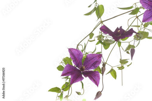 Fototapeta Naklejka Na Ścianę i Meble -  beautiful blooming clematis
