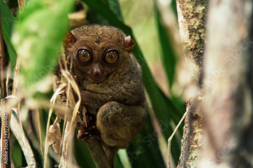 Small tarsier staring