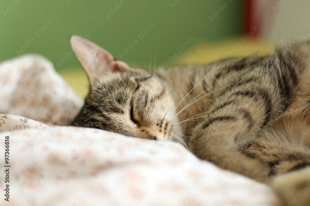 Brown tabby cat sleeping peacefully in human bed, close up. Selective focus. 