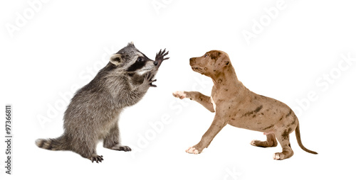 Playful raccoon and a pit bull puppy