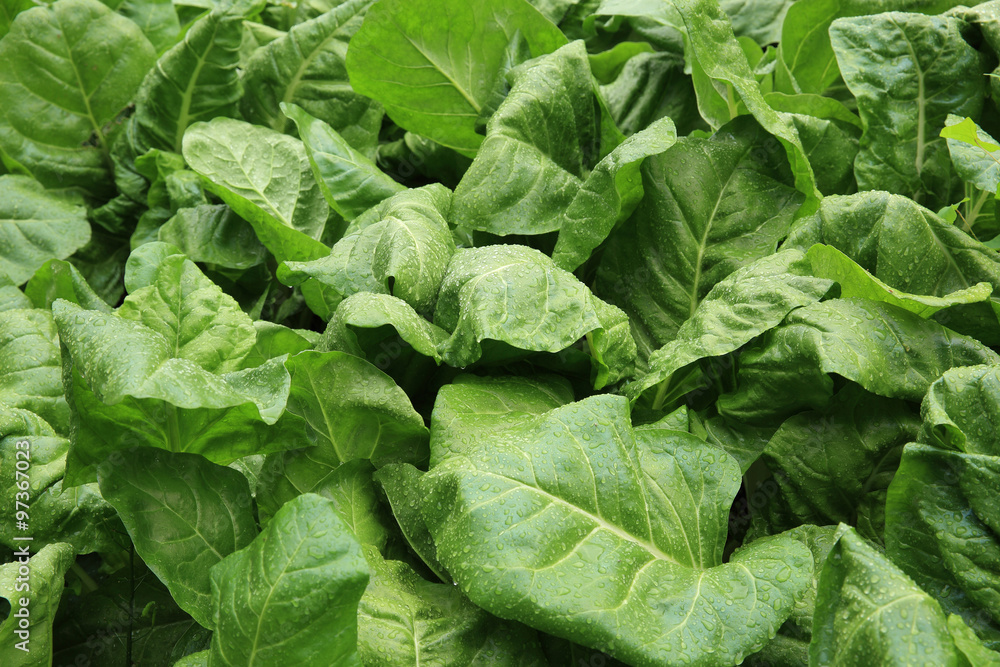 sliverbeet grow in vegetable garden sliverbeet grow in vegetable garden