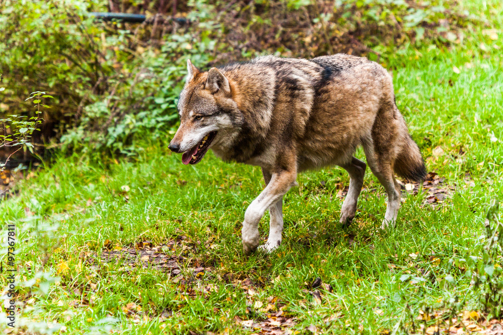 Fototapeta premium wolf