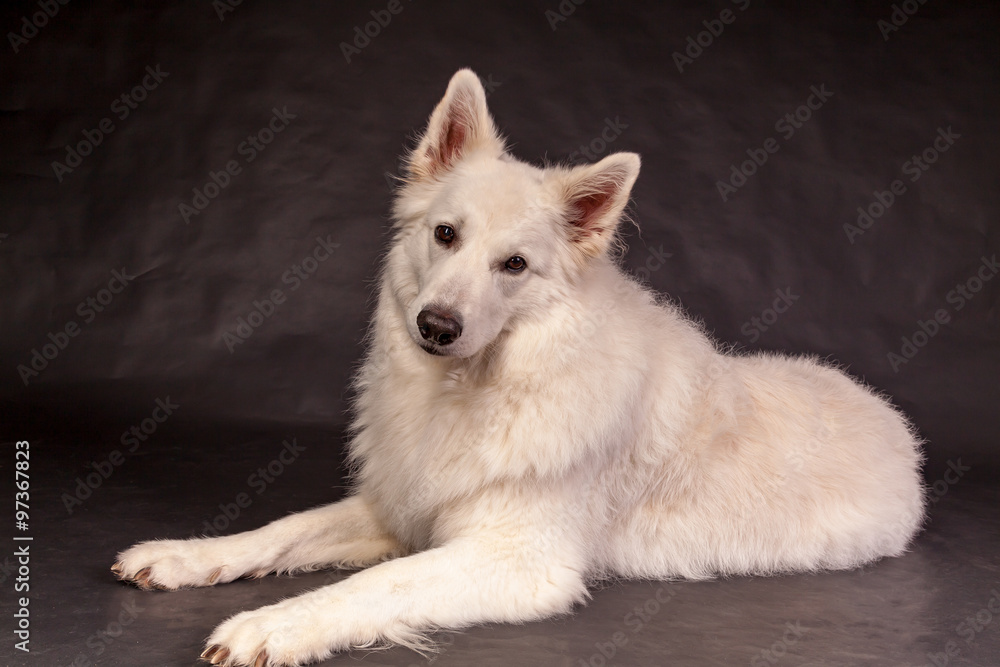 Obraz premium Weißer Schäferhund im Studio