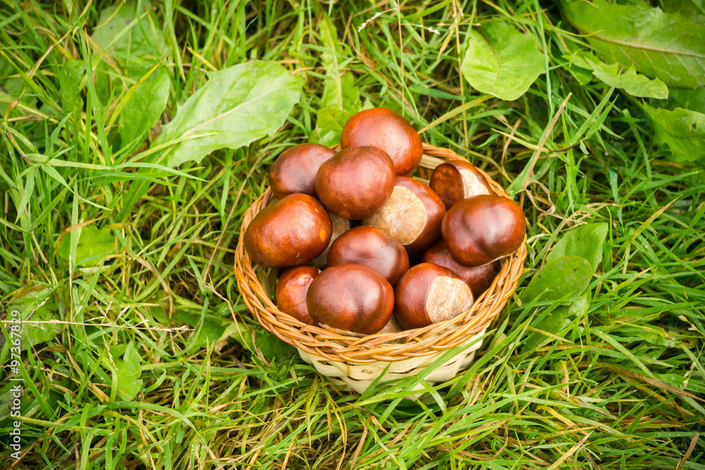 Fresh Chestnuts on Grass Fresh Chestnuts on Grass