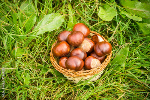 Fresh Chestnuts on Grass