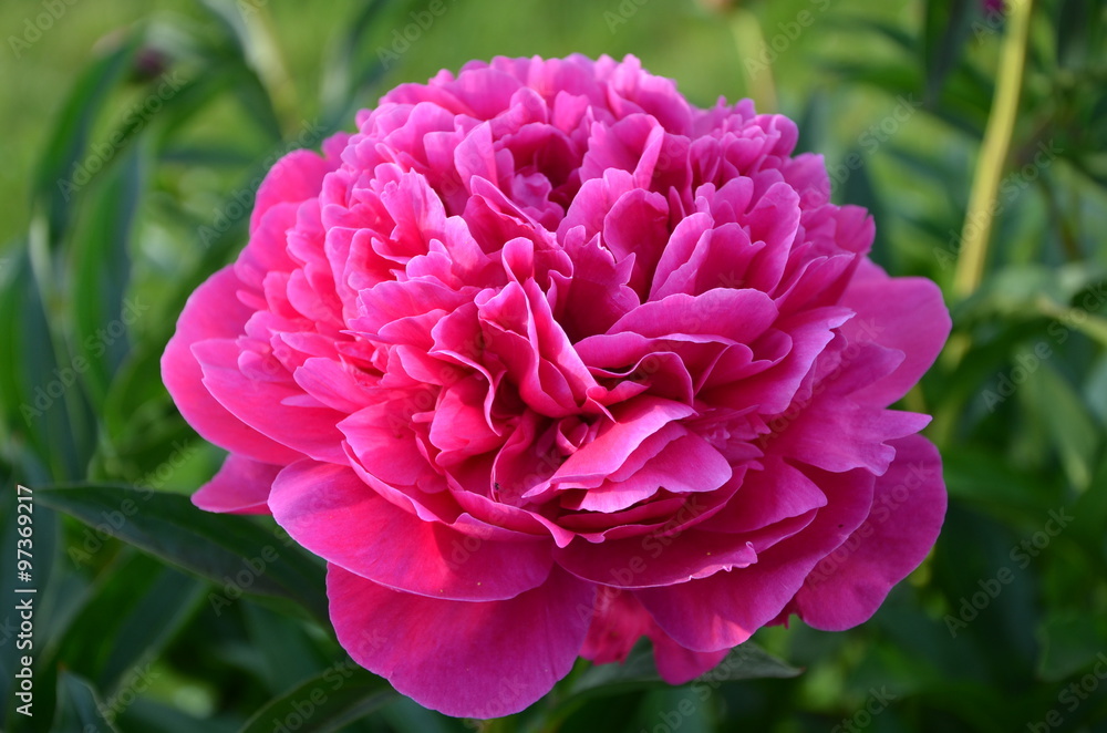 Pink peony flower in the garden 