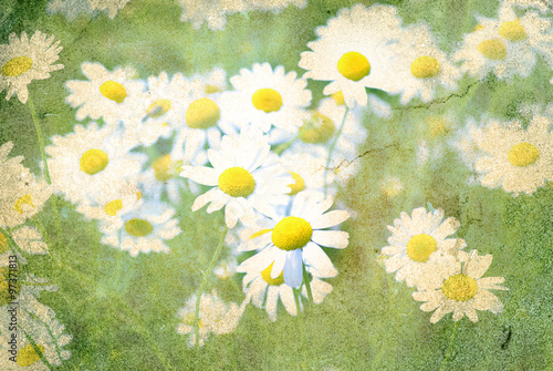 retro flowers camomile