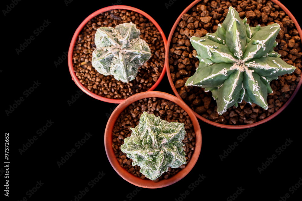 Star Cactus (Astrophytum Myriostigma cv. Fukuryu) Star Cactus (Astrophytum Myriostigma cv. Fukuryu)