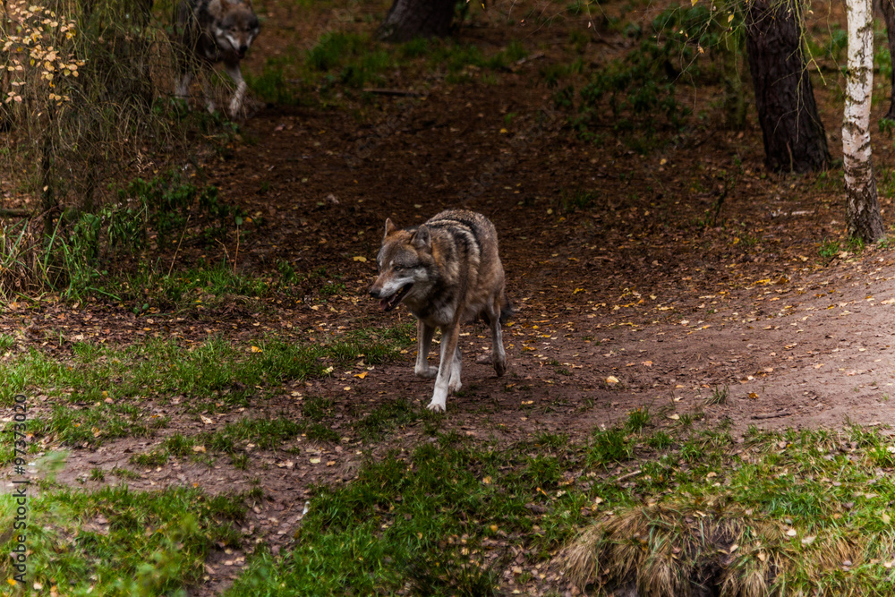 Fototapeta premium wolf