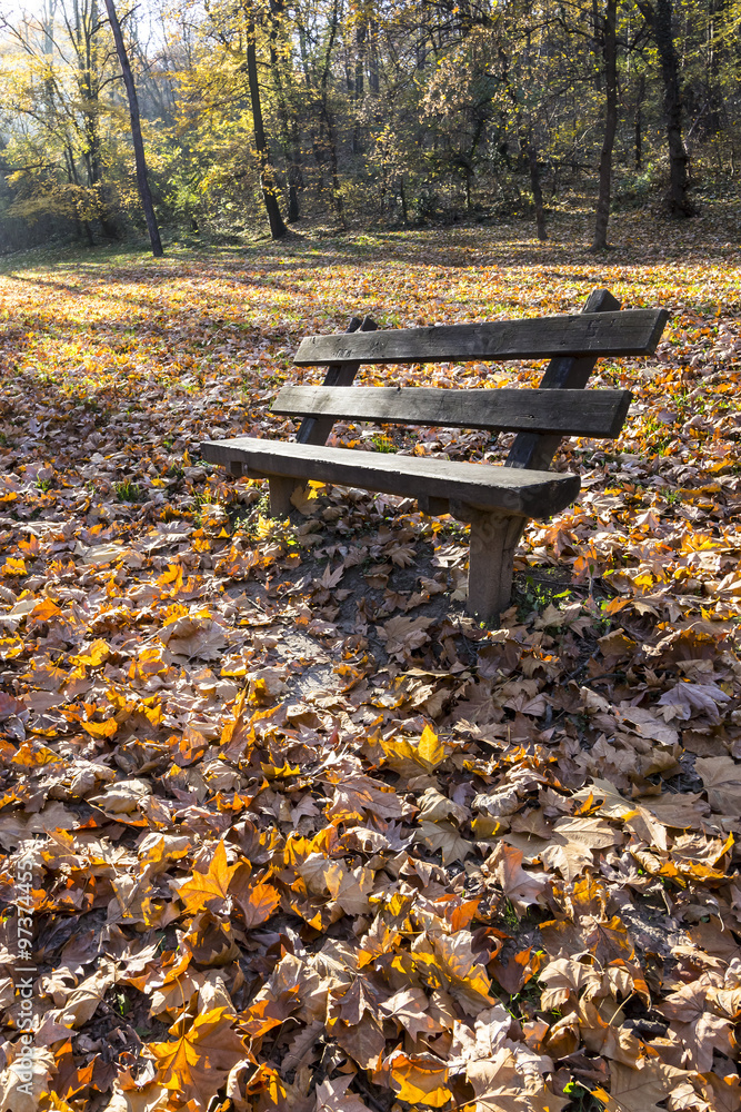 Empty bench in the park and colorful fallen autumn leaves covering the ground Empty bench in the park and colorful fallen autumn leaves covering the ground