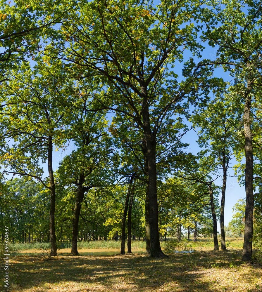 Summer oak park