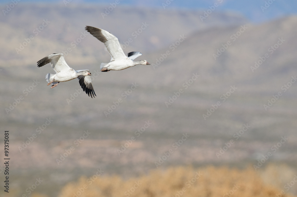 Snow Geese Flyight