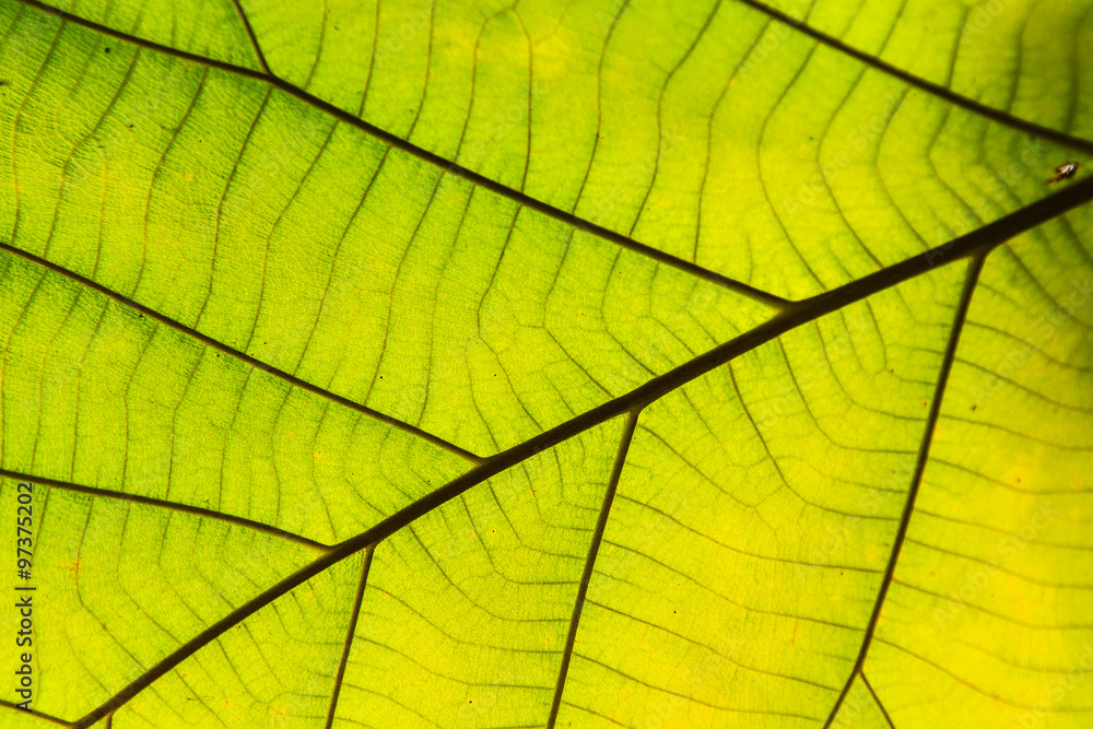 Green leaf texture Green leaf texture