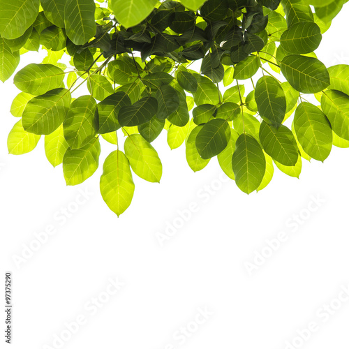 Green leaf background