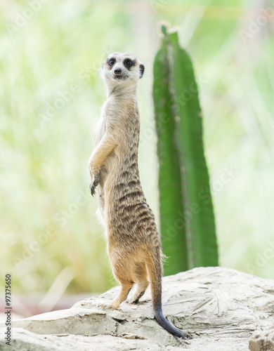 meerkat   © praphab144