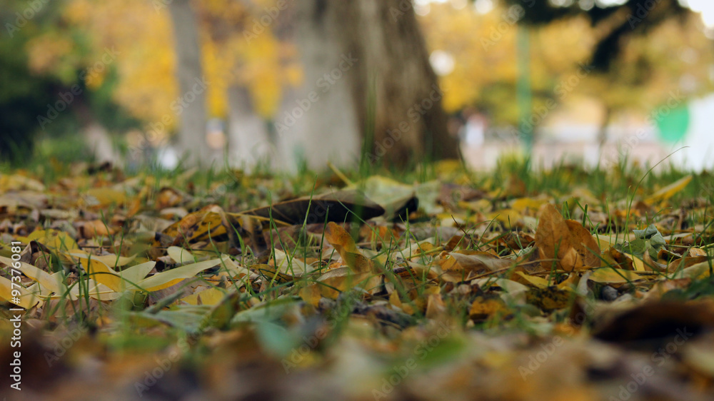 leaves on the grass leaves on the grass
