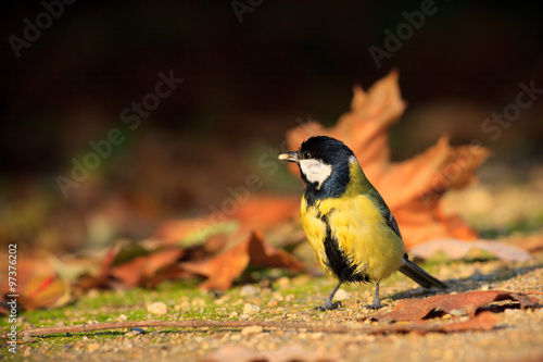 Great tit in the park #97376202