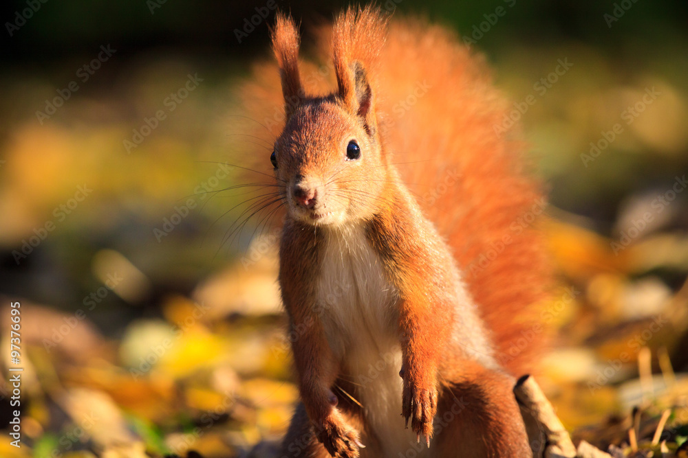 Red squirrel in park Red squirrel in park
