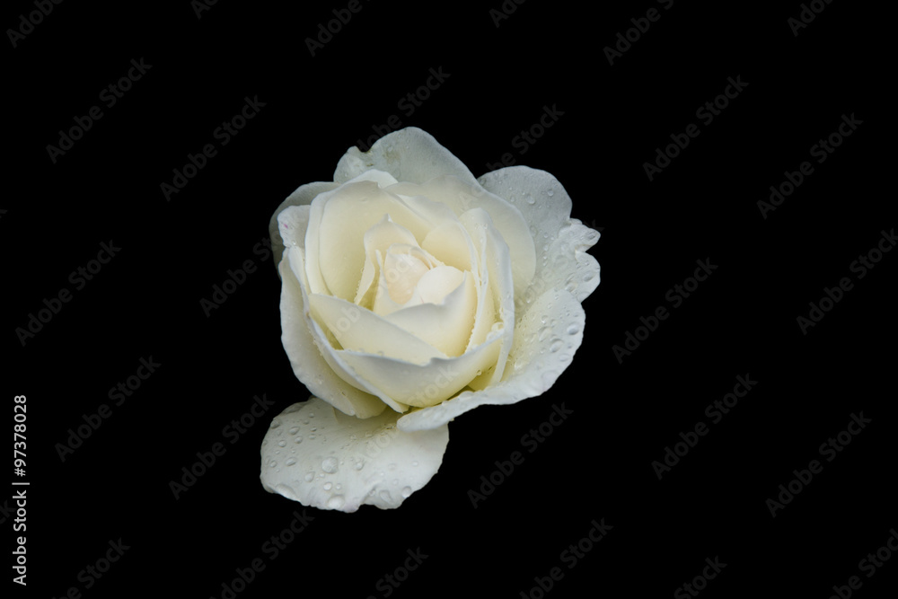 Fototapeta premium Weiße Rose